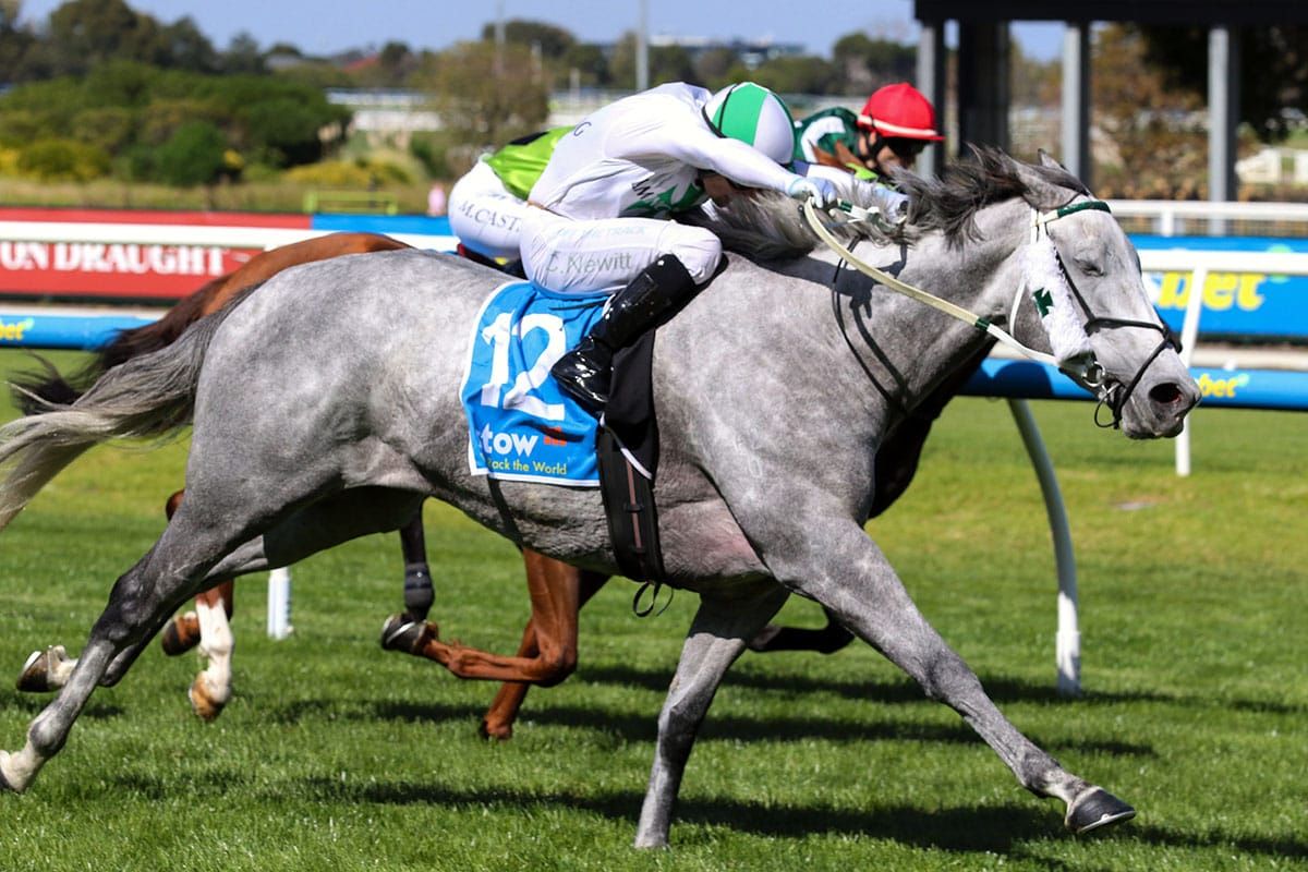 Grey Ice makes bold return