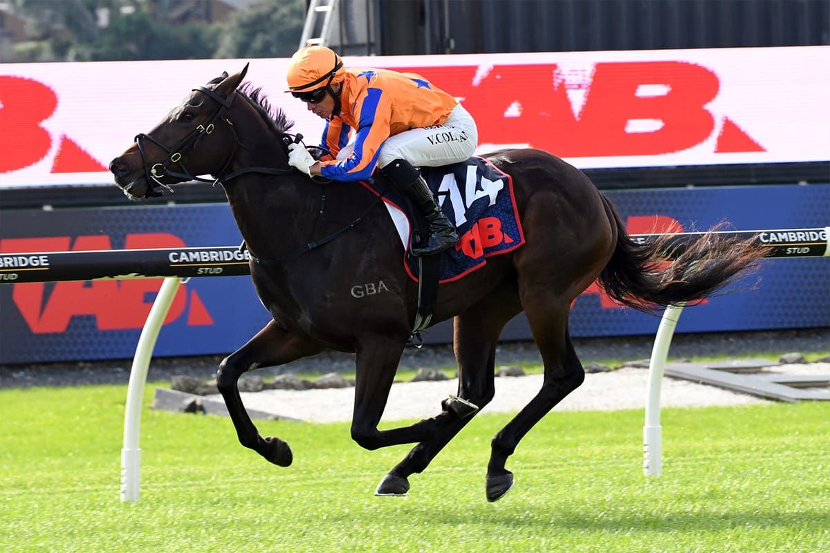 Regally-bred filly scores at Ellerslie