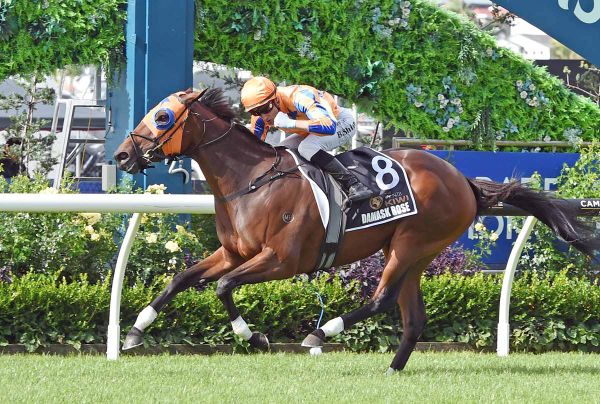Damask Rose ready to bloom first-up