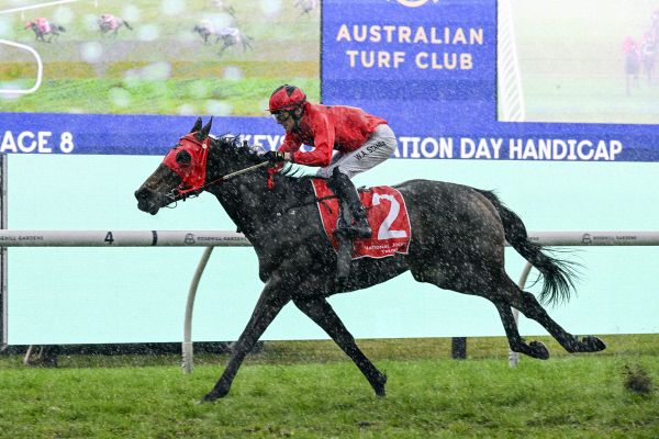 Kosciuszko calling Rosehill winner Elson Boy