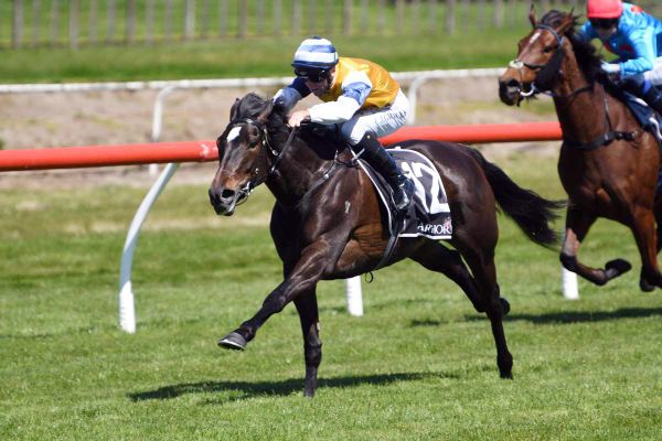 Stakes win top of wish list for smart mare