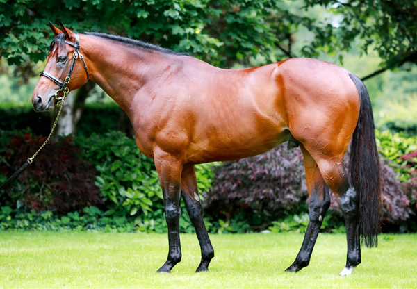 Paddington's first foals arrive in the Southern Hemisphere