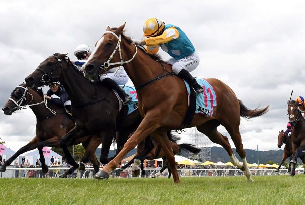 Trainer marshalling 3YO troops