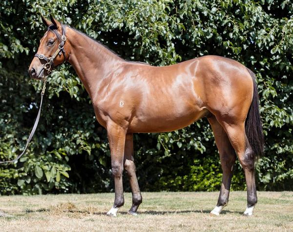 Arigato (NZ) All the Way in Charity Cup