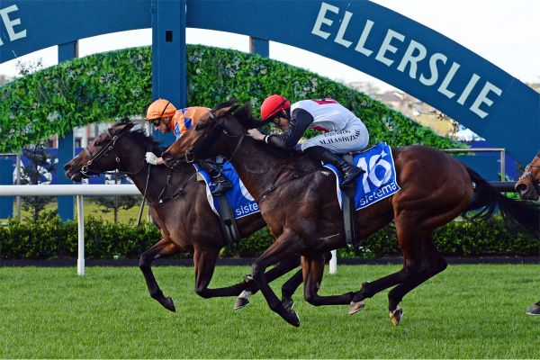 Celestial Wonder Shines Bright with Resuming Victory at Ellerslie