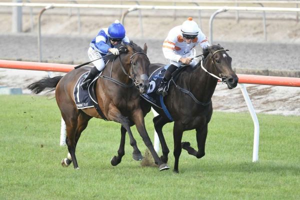 Gossip hunting mega riches at Taupo