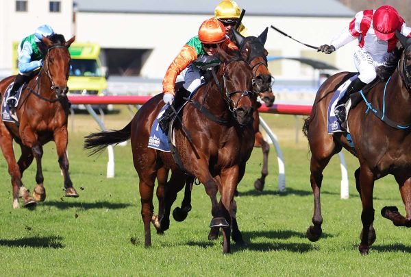 Cvitanovich looking to Knock Off stakes victory