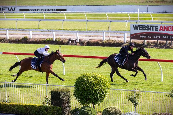 Bumper catalogue for New Zealand Bloodstock Ready To Run Sale