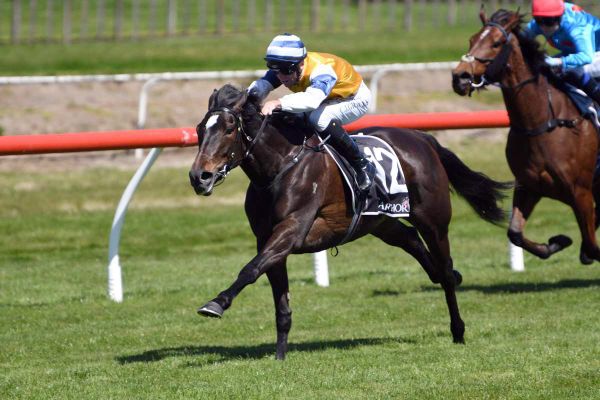 Mary Shan in search of elusive stakes victory