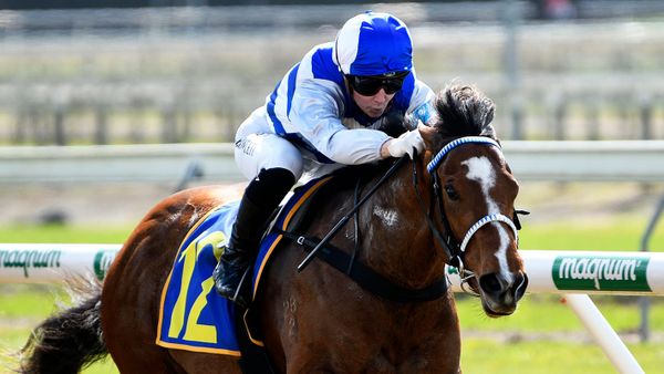 Good test at Tauranga for smart debut winner