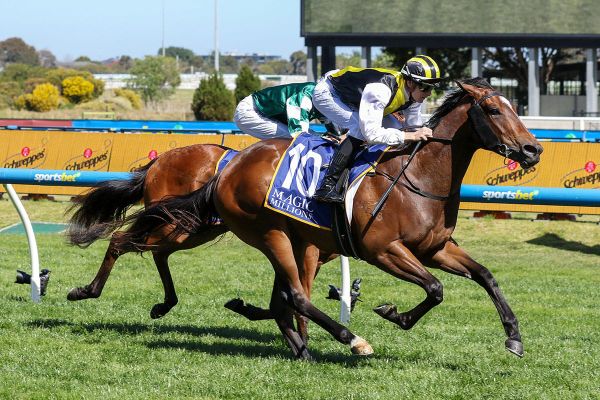 State of excitement for Cambridge Stud