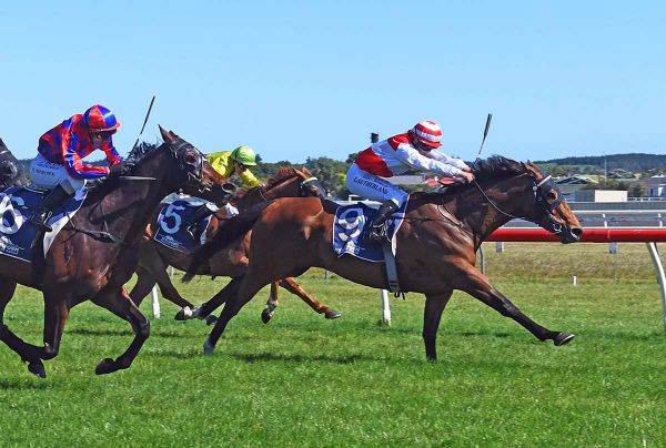 Trentham to decide future paths of stablemates