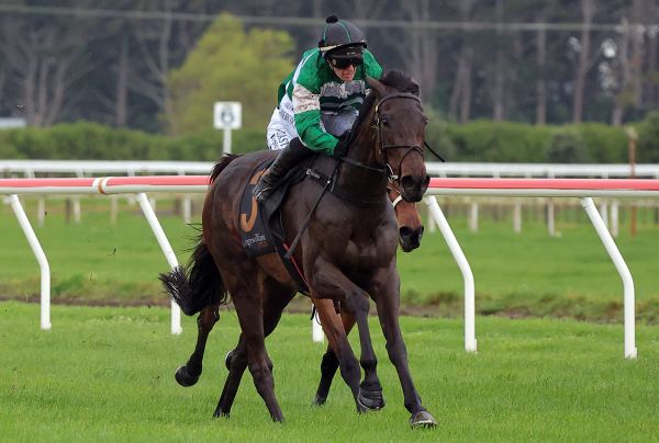 NZ Cup campaign on track for Who Knows