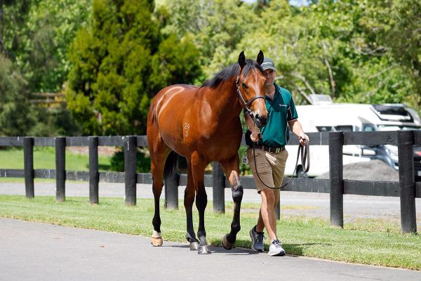 Homebred Harry brings big result