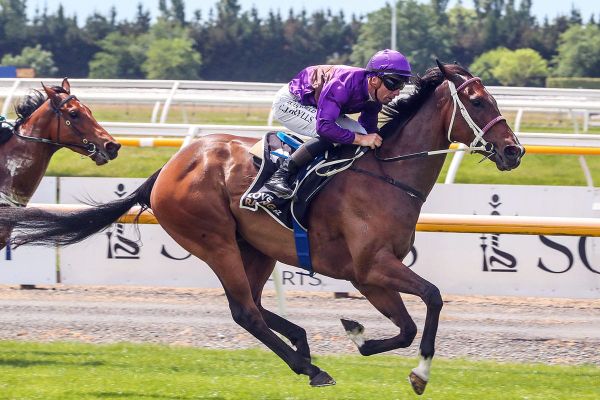 Platinum Attack storms to Pegasus Stakes success
