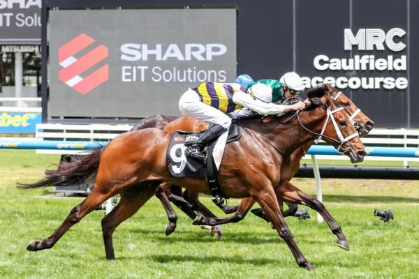 Skippers Canyon on trial for Pakenham Cup