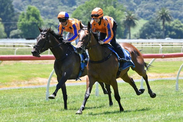 La Dorada to make NZ return
