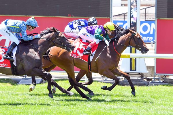 Grail Seeker’s half-sister strikes at Cranbourne
