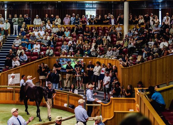 Vendors count down to special National Yearling Sale