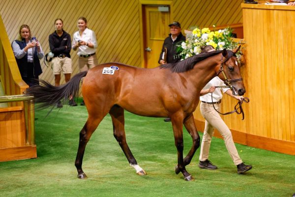 Snitzel-Amarelinha colt takes top honours on Karaka’s opening day