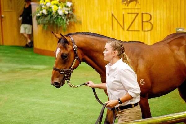 Sword Of State colt breaks million-dollar barrier