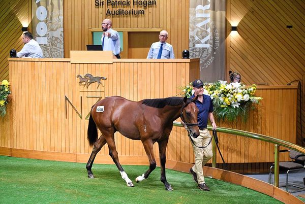 Stellar Summer Sale Closes out Karaka 2026