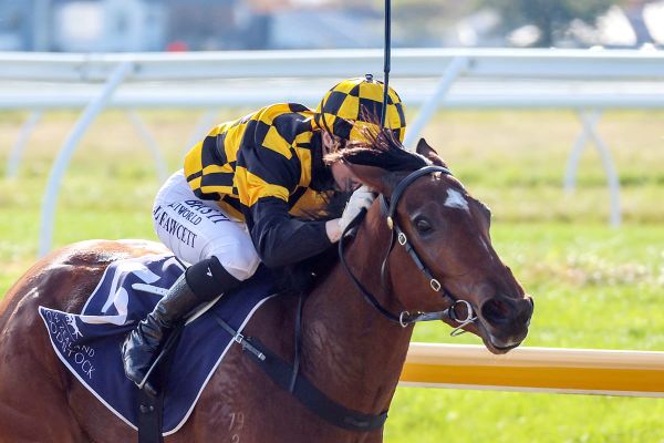 Stakes winning youngster ready for Ellerslie return