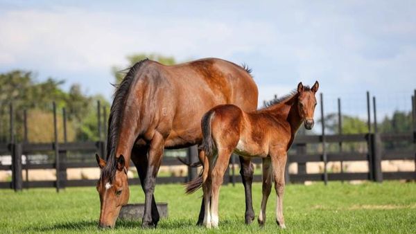 National Online Breeding Stock Sale on Gavelhouse Plus this July