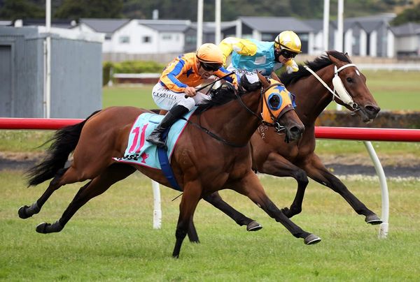 Te Akau’s NZB Kiwi triple threat
