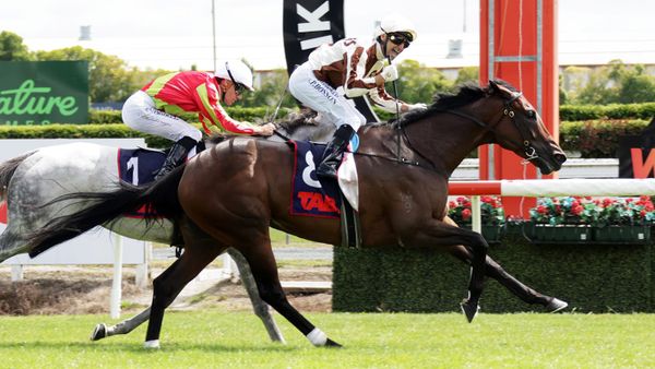 One more race for Legarto before going to auction