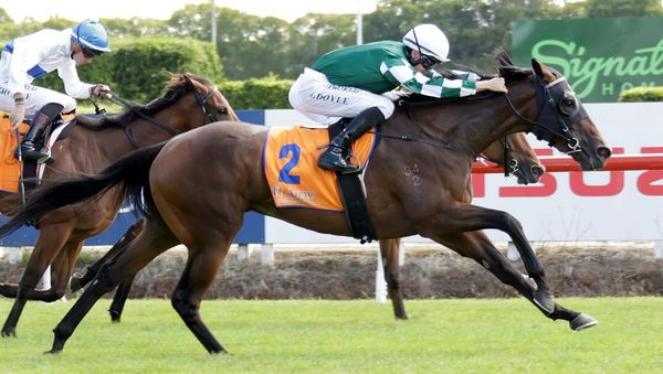 Wexford loaded with talent for Ellerslie