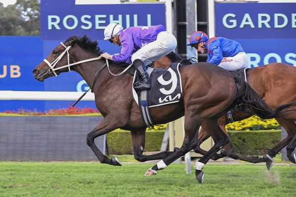 Trans-Tasman success for Rich Hill Stud