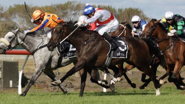 Easter Handicap in crosshairs for Lupo Solitario