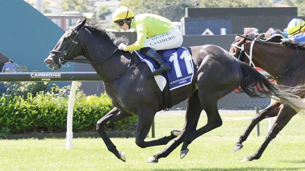 Mare full of Moxie in Dubai Classic