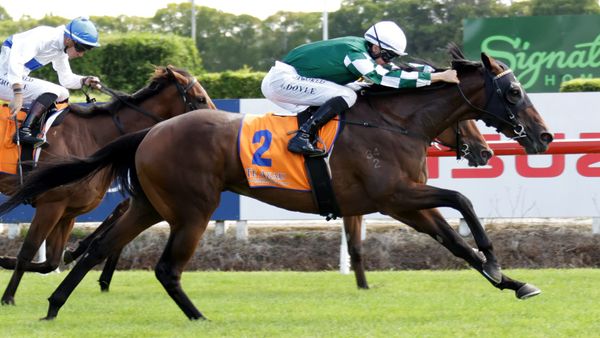 NZ Oaks winner draws out for Sydney debut