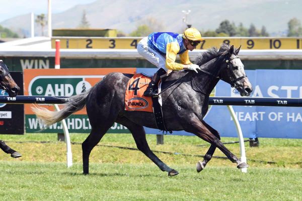 Tauranga test for popular grey