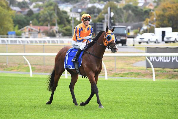 Savabeel heads Waikato Stud 2026 roster