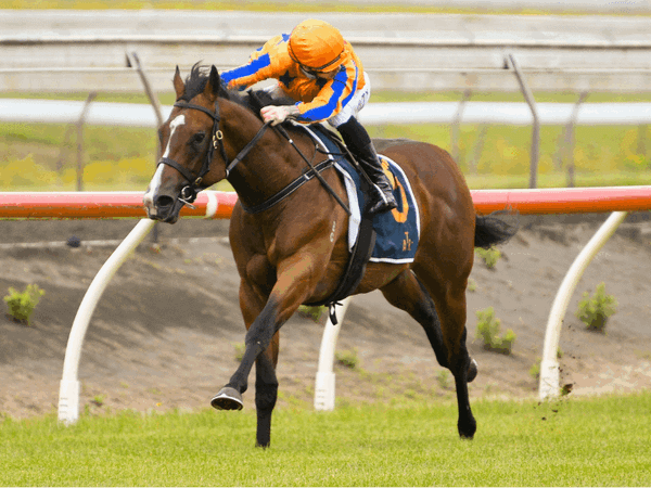 Waikato Stud reveals stallion fees for 2026