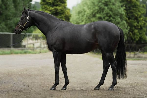 Popular Alflaila heads White Robe roster