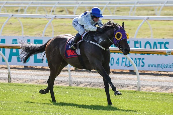 Iron Hawk seeking late Easter treat