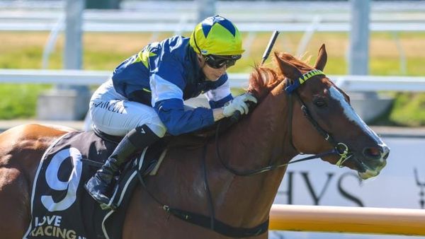 Riviera Rebel seeking to defend Canterbury Gold Cup crown