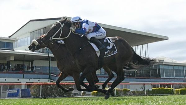 No fear about smart filly coping with more ground