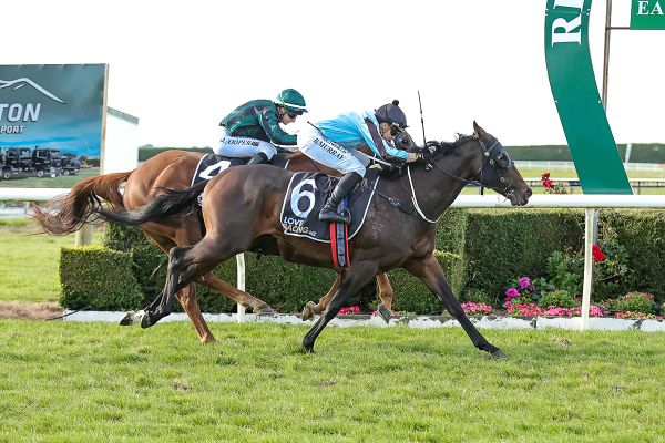 Rochello leading local charge for McKay