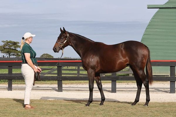 Strong Trade Continues During 2026 Online Yearling Sale