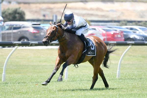 Drop in class to favour Too Sweet at Wanganui