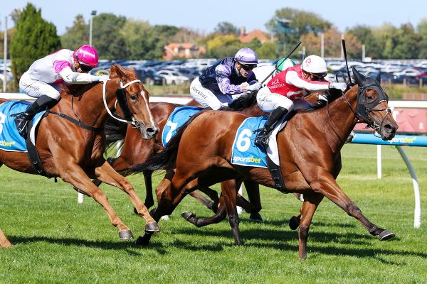 The Western Front shows staying prowess