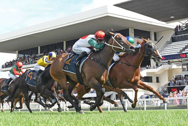 Marsh mares add further quality to Gavelhouse Plus auction