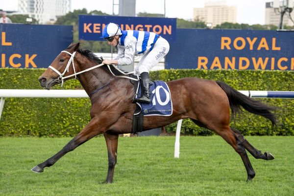 Oaks Contender for Pencarrow Stud