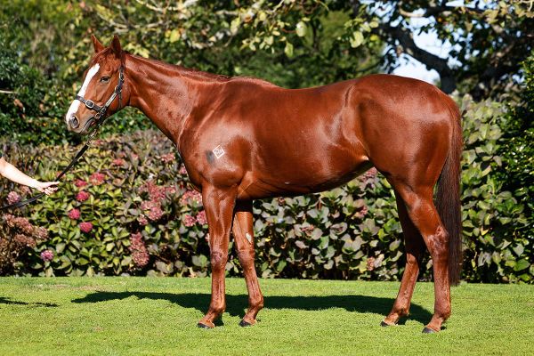 New Zealand buyers to the fore in May Premium Broodmare Sale on Gavelhouse Plus