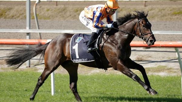 Te Akau score home juvenile quinella